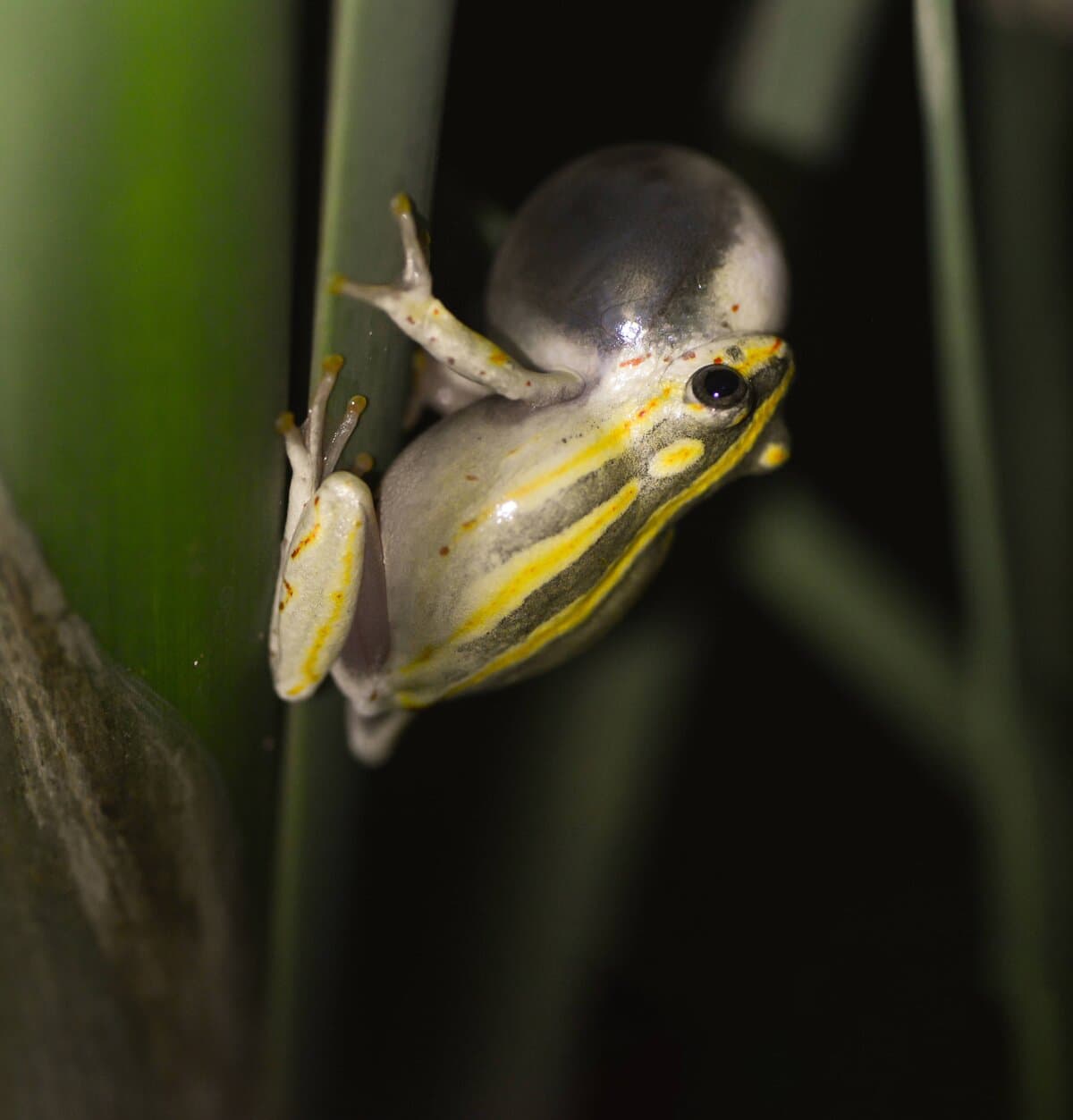 A small striped frog clinging to a reed at night