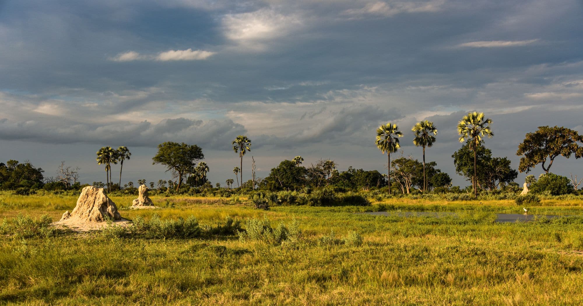 Palm trees and termite mounds on a green floodplain beneath dramatic storm clouds in golden evening light, Botswana.