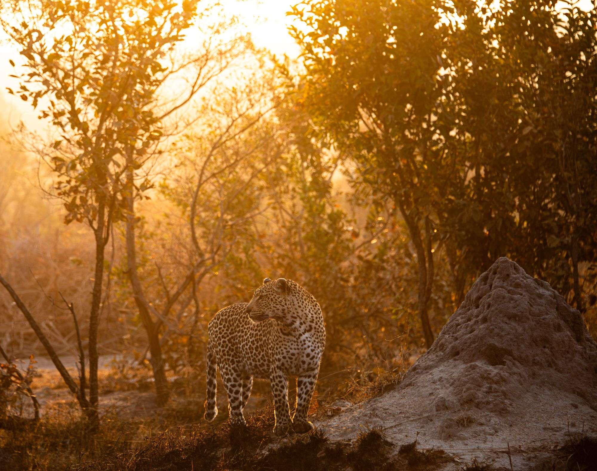 A leopard standing on a termite mound at sunset in the Sabi Sands.