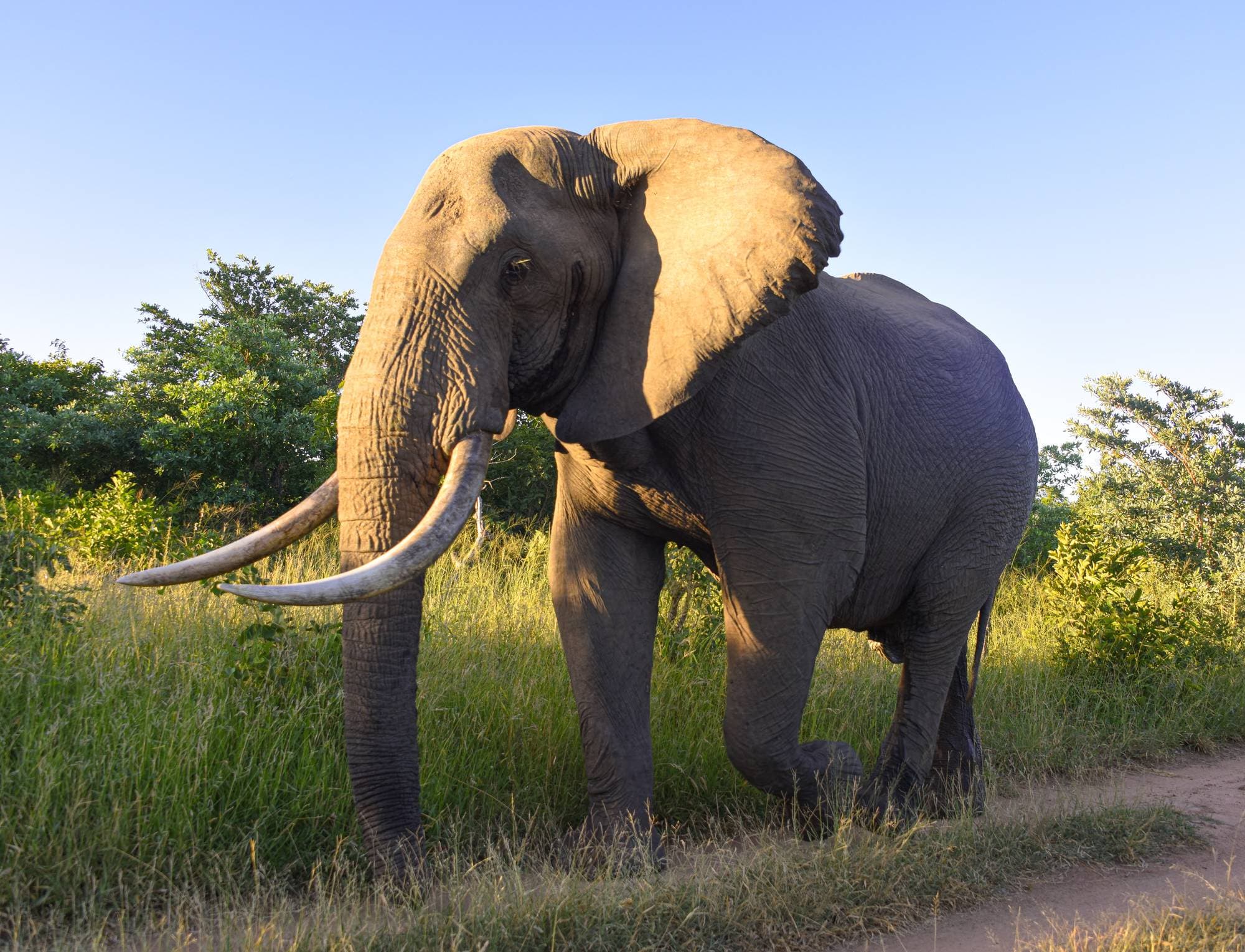 A bull elephant with long tusks walking along a track in golden evening light in Thornybush.