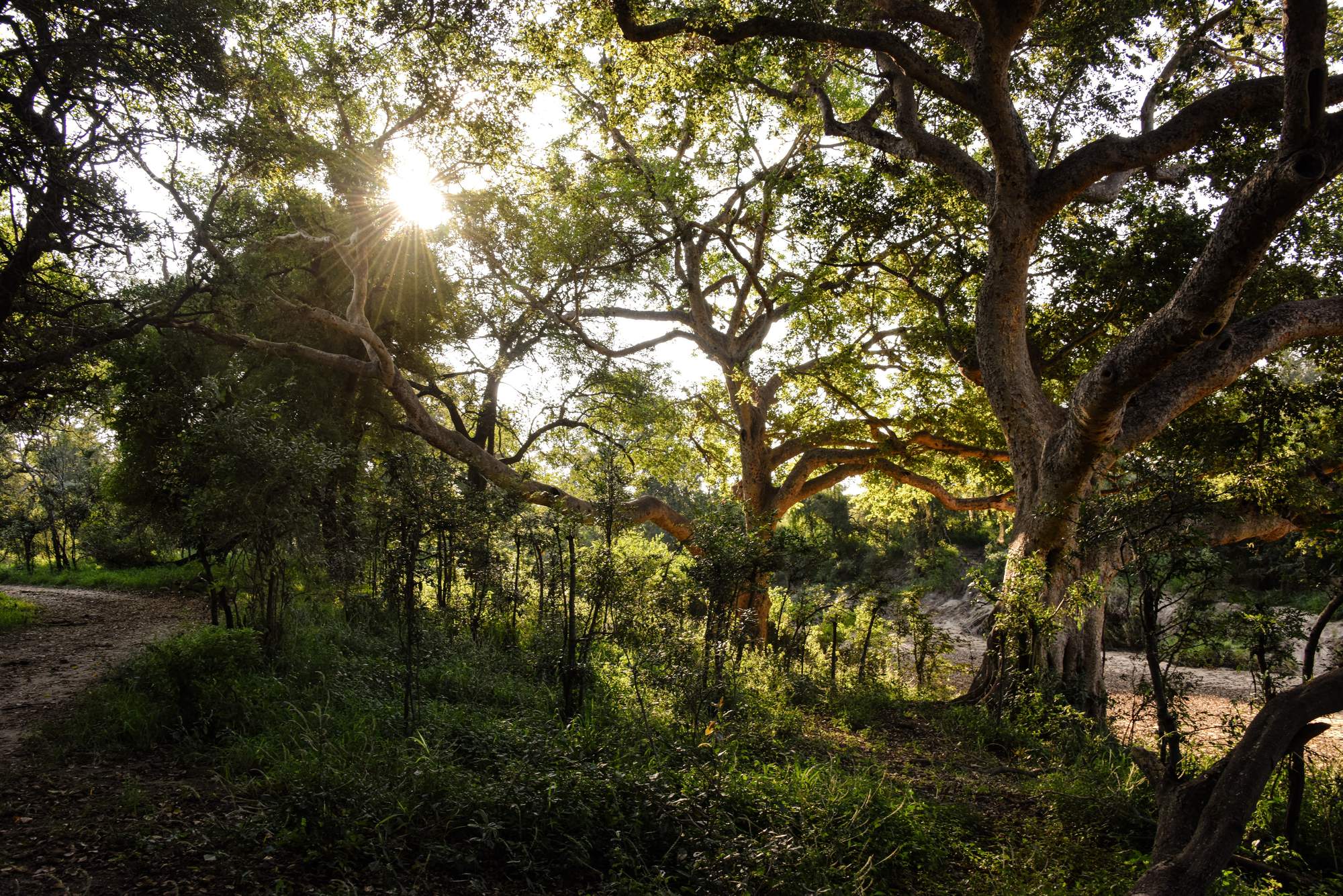 Sunlight filtering through the branches of large old trees beside a dry riverbed in the Timbavati.